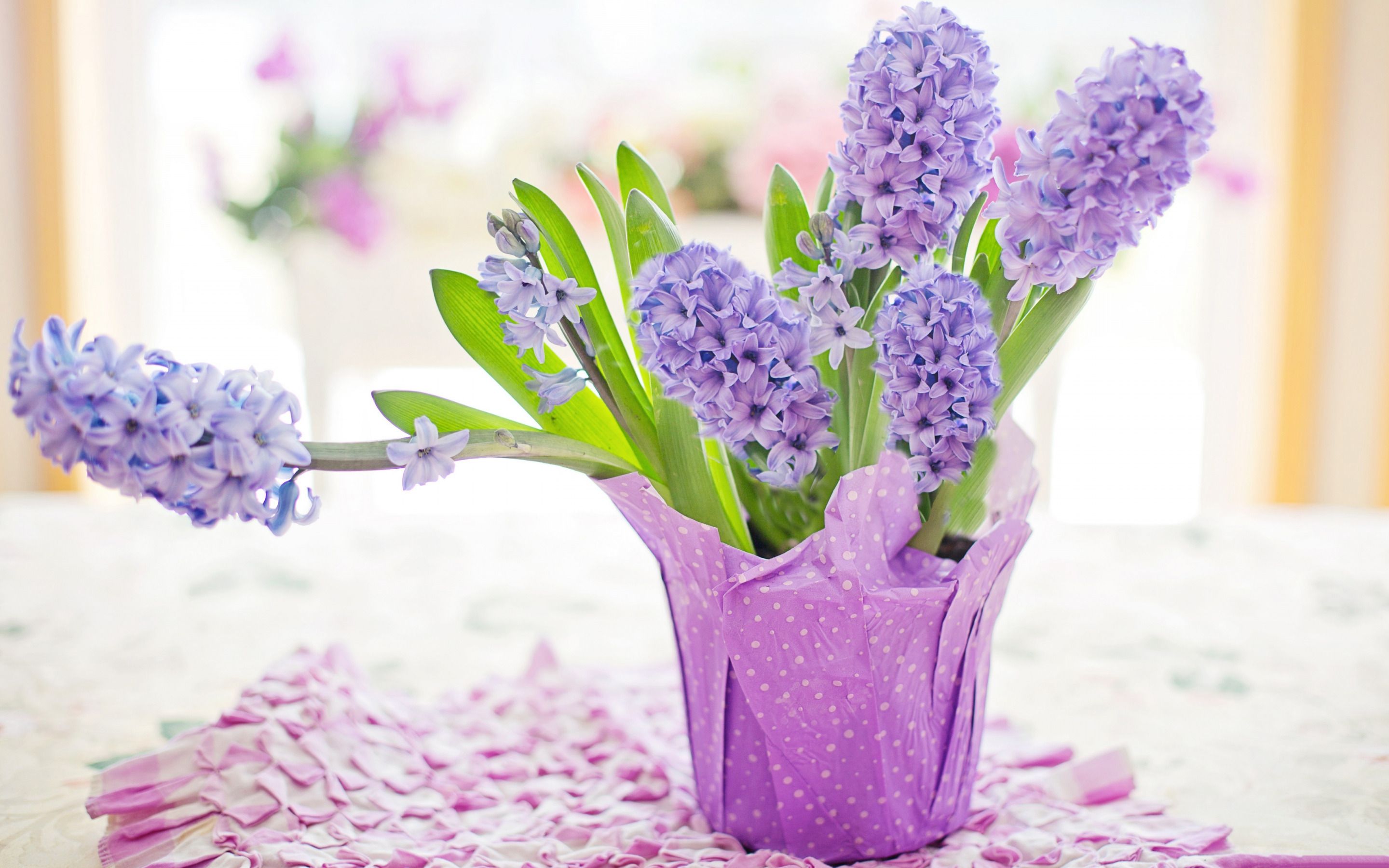Violet Hyacinths Flowers Wallpapers Wallpaper Cave