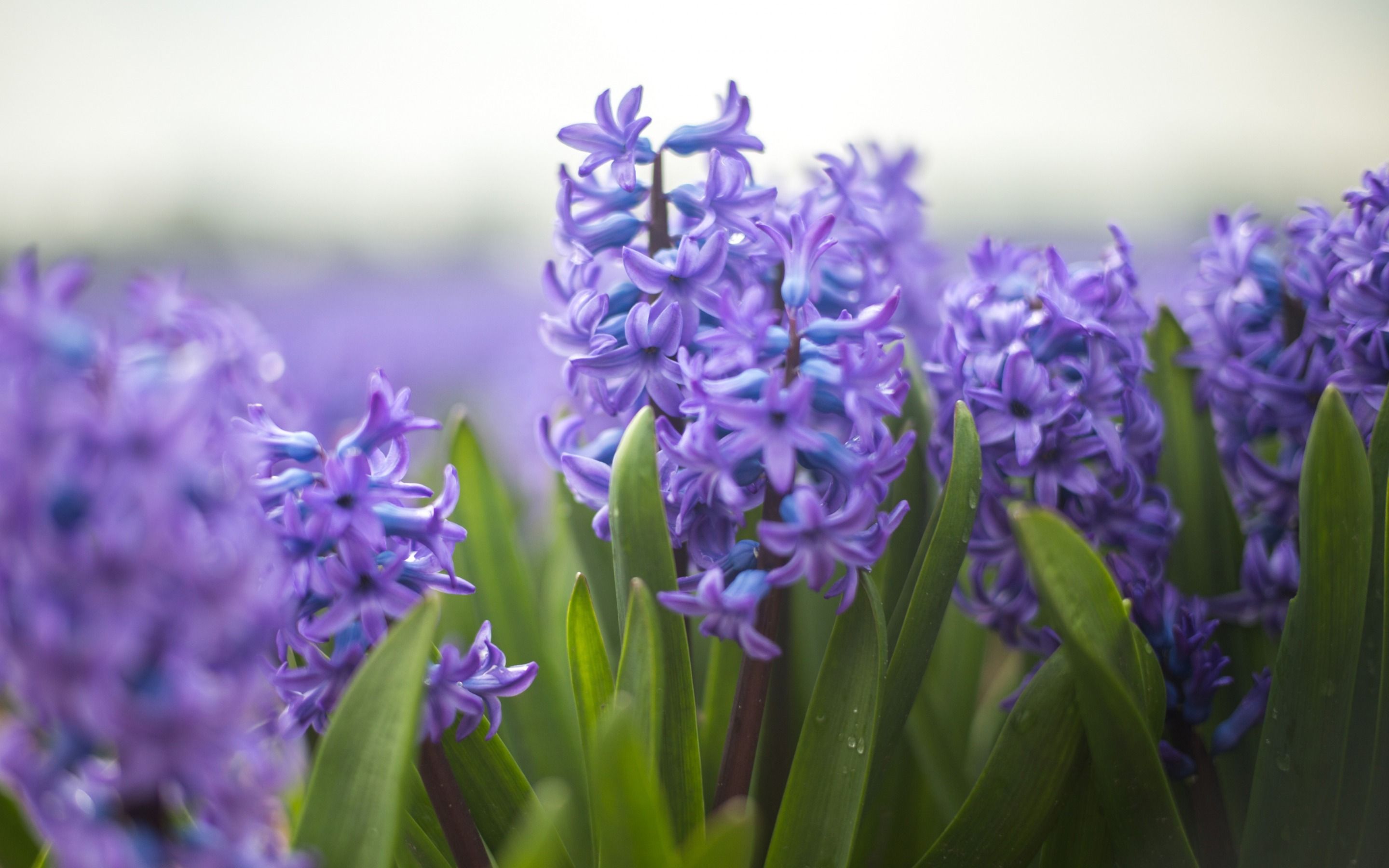 Violet Hyacinths Flowers Wallpapers Wallpaper Cave