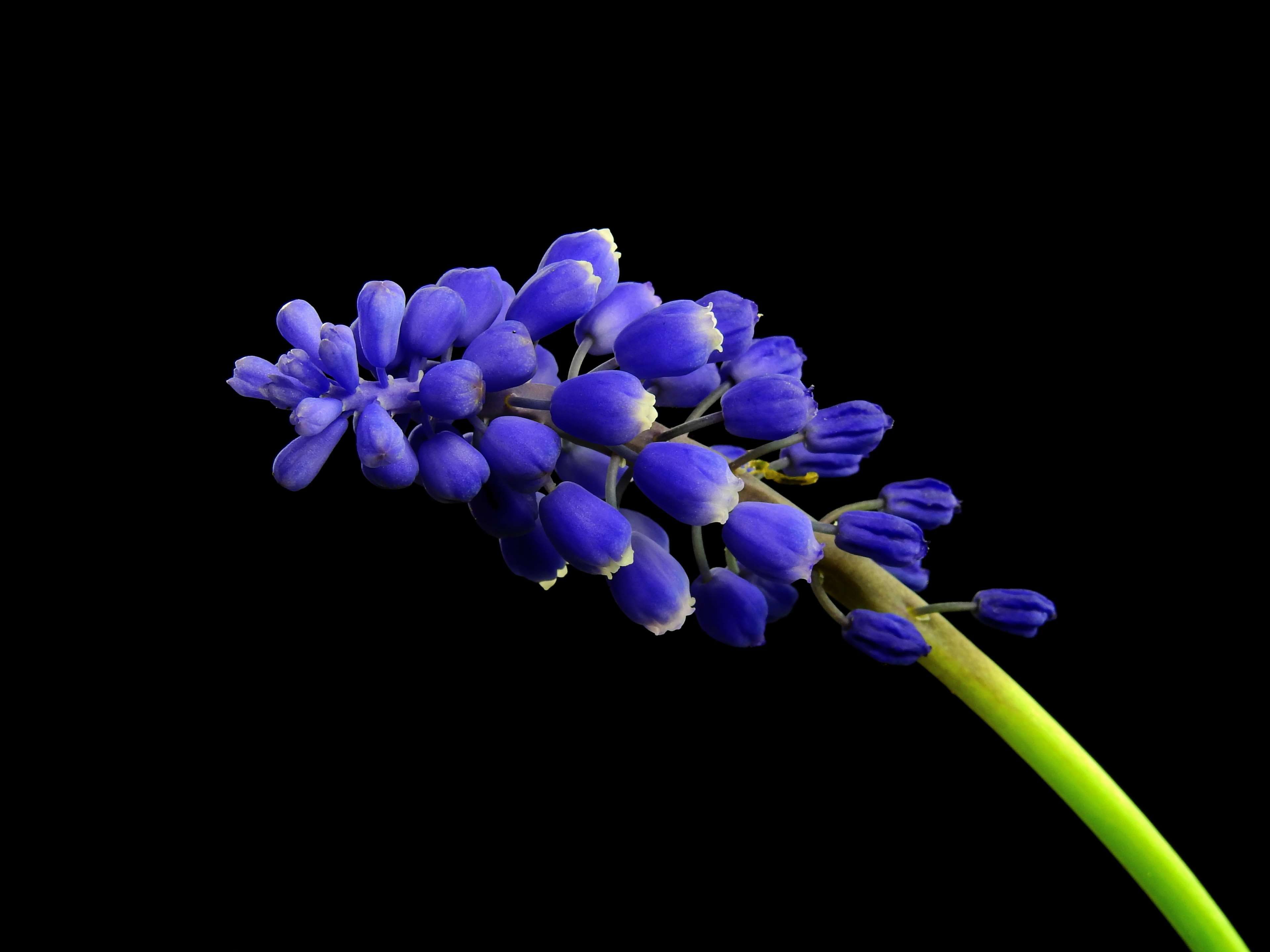 Violet Hyacinths Flowers Wallpapers Wallpaper Cave