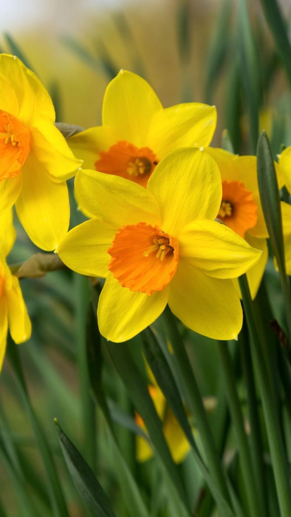 iPhone Daffodils Wallpapers Wallpaper Cave