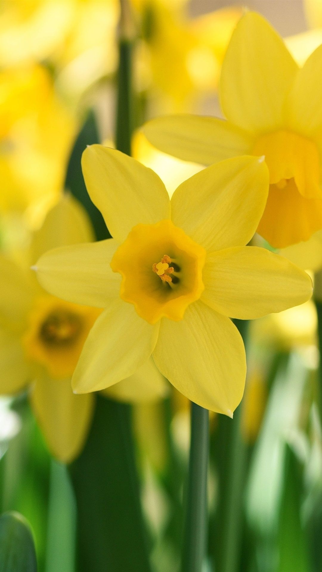 iPhone Daffodils Wallpapers Wallpaper Cave