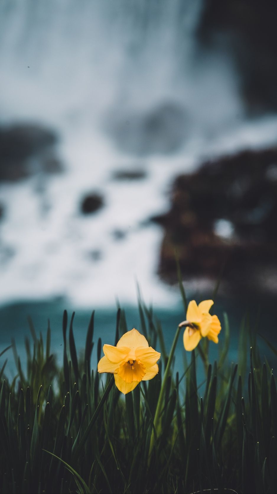 iPhone Daffodils Wallpapers Wallpaper Cave