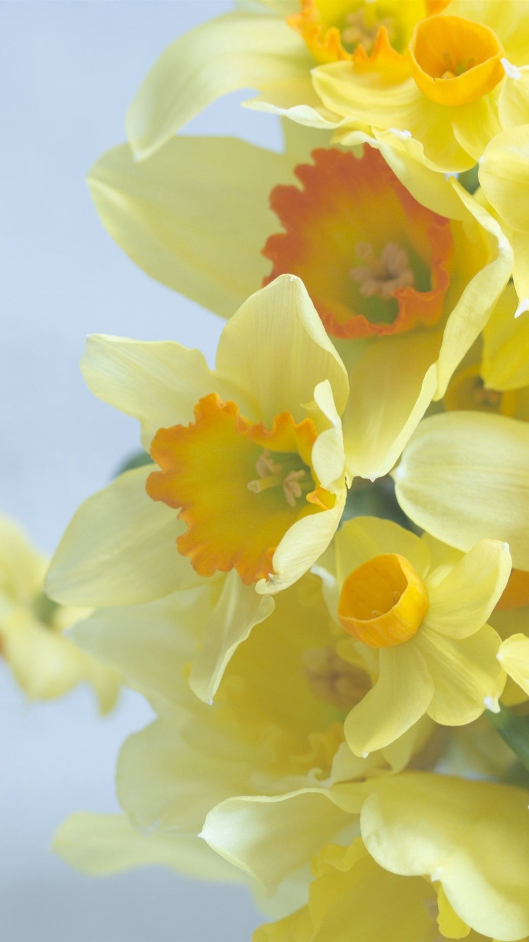 iPhone Daffodils Wallpapers Wallpaper Cave