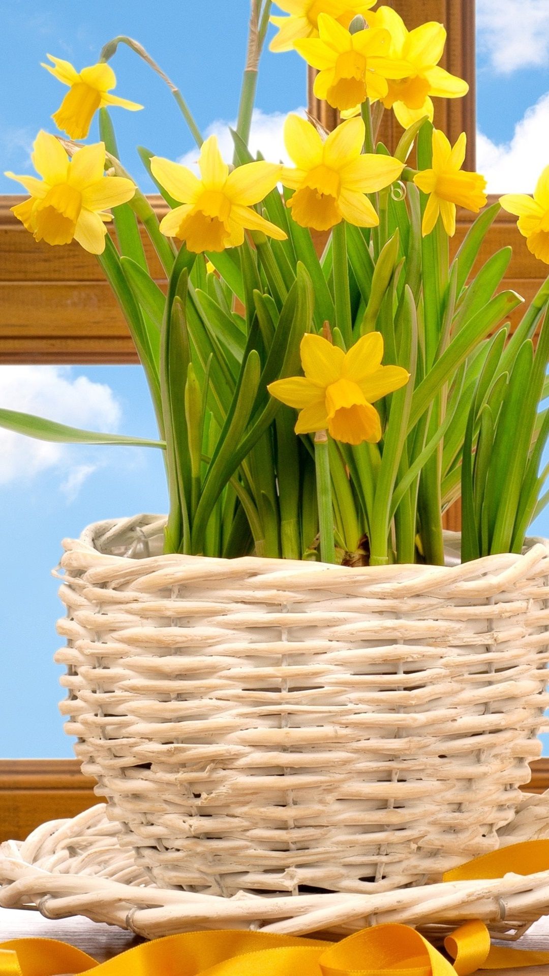 iPhone Daffodils Wallpapers Wallpaper Cave