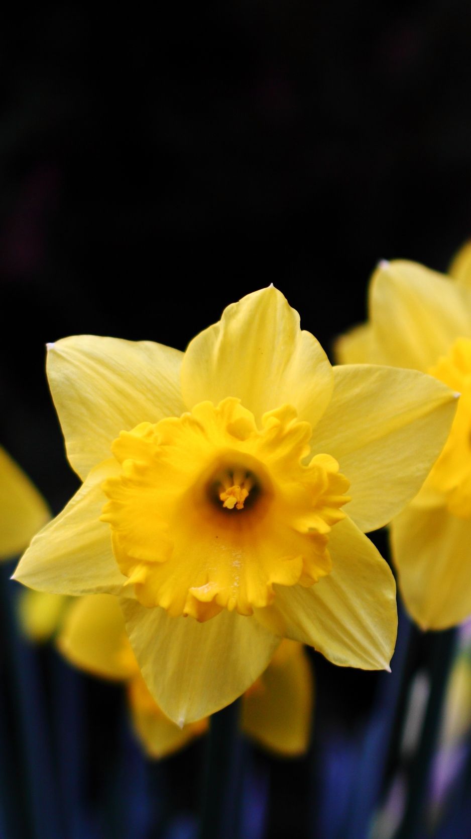 iPhone Daffodils Wallpapers Wallpaper Cave