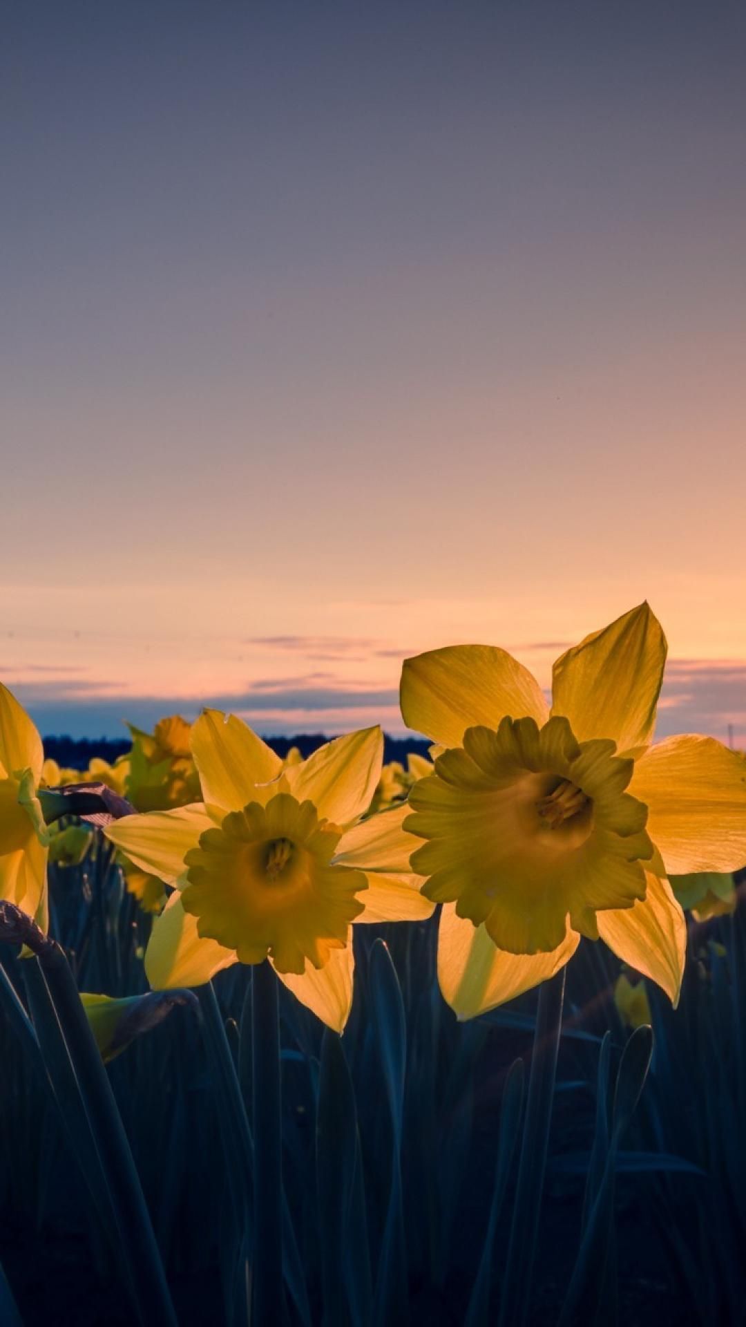 iPhone Daffodils Wallpapers Wallpaper Cave