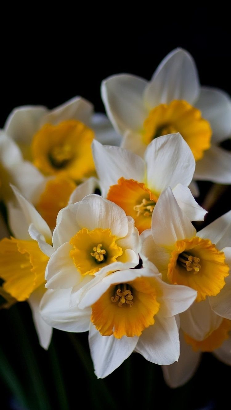 iPhone Daffodils Wallpapers Wallpaper Cave