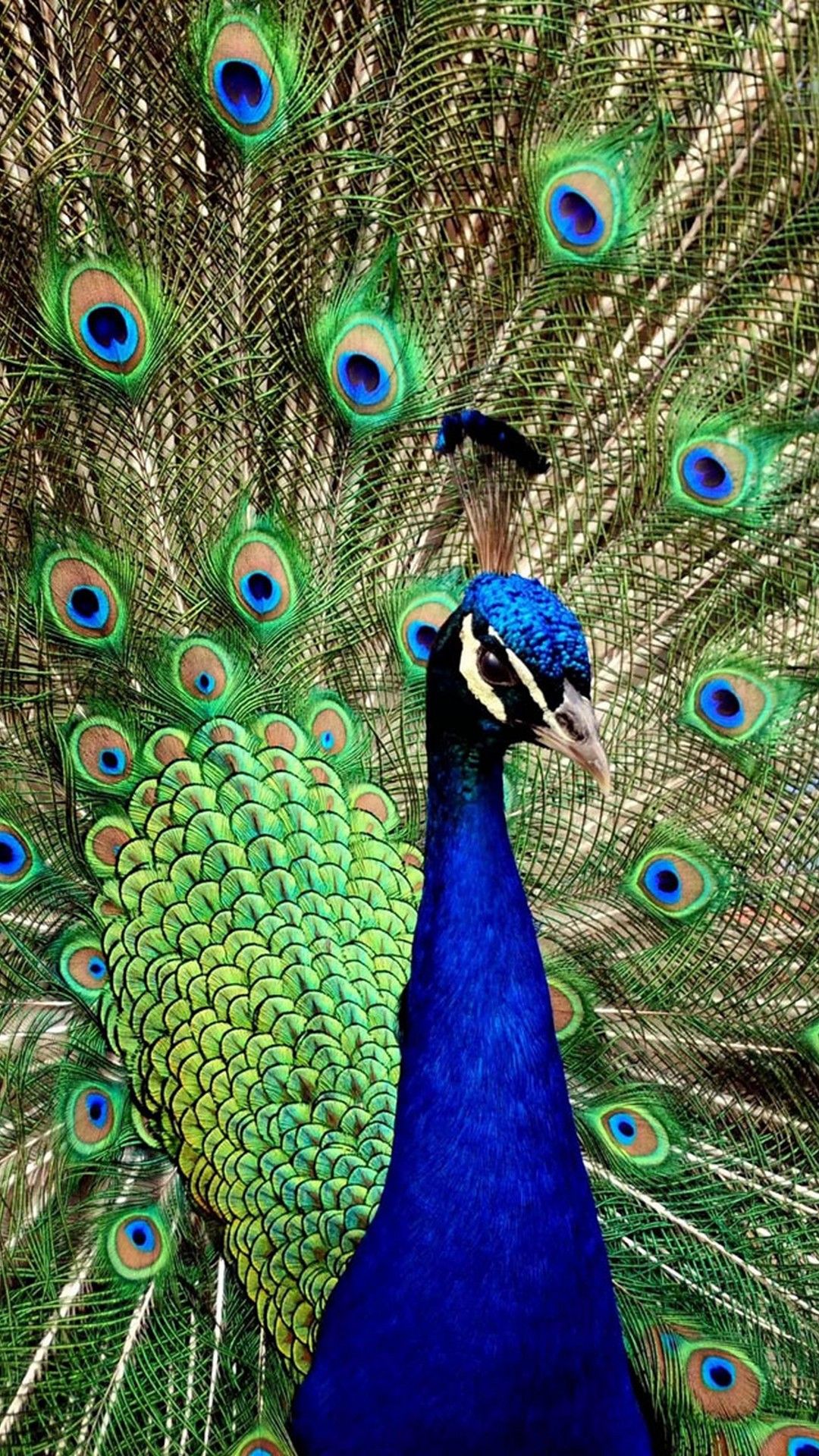 Peacock HD Mobile Wallpapers Wallpaper Cave