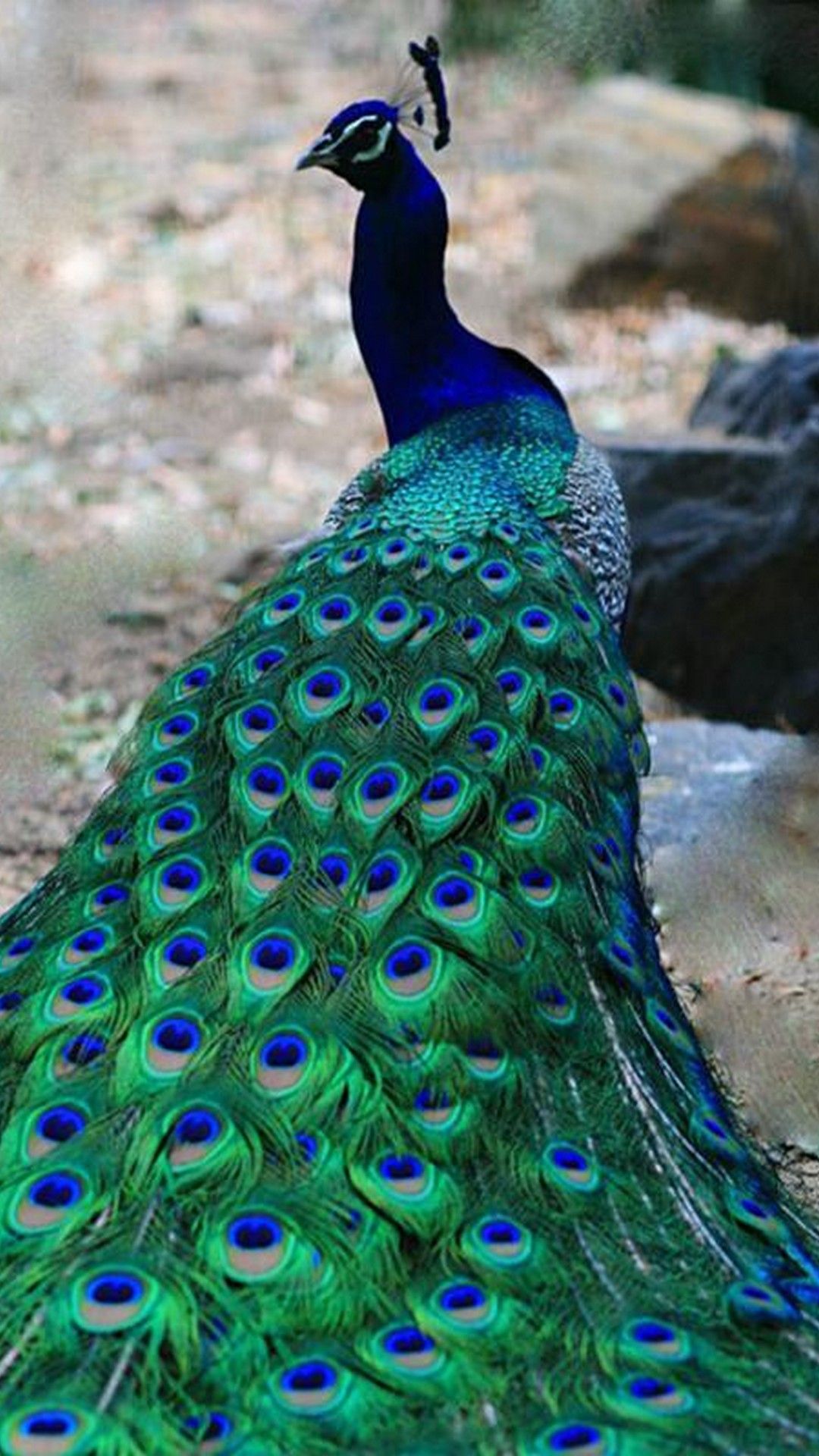 Peacock HD Mobile Wallpapers Wallpaper Cave