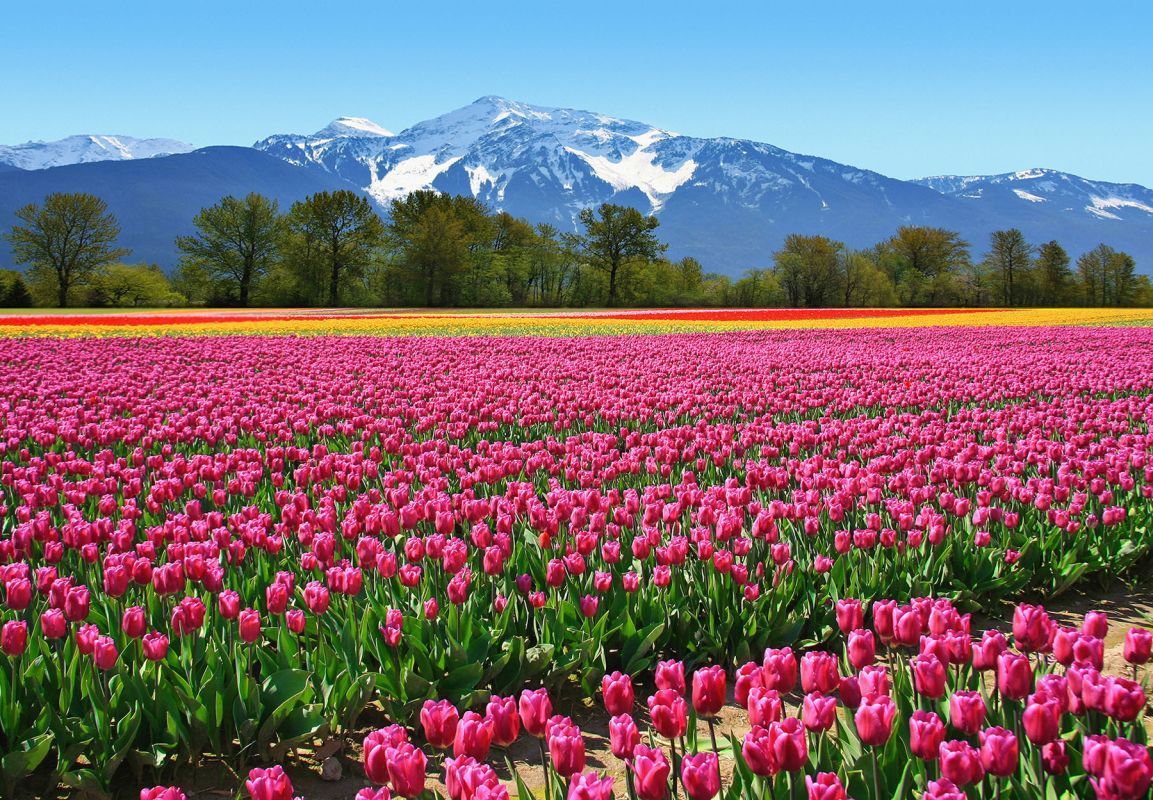 Mountain Of Tulips Wallpapers Wallpaper Cave
