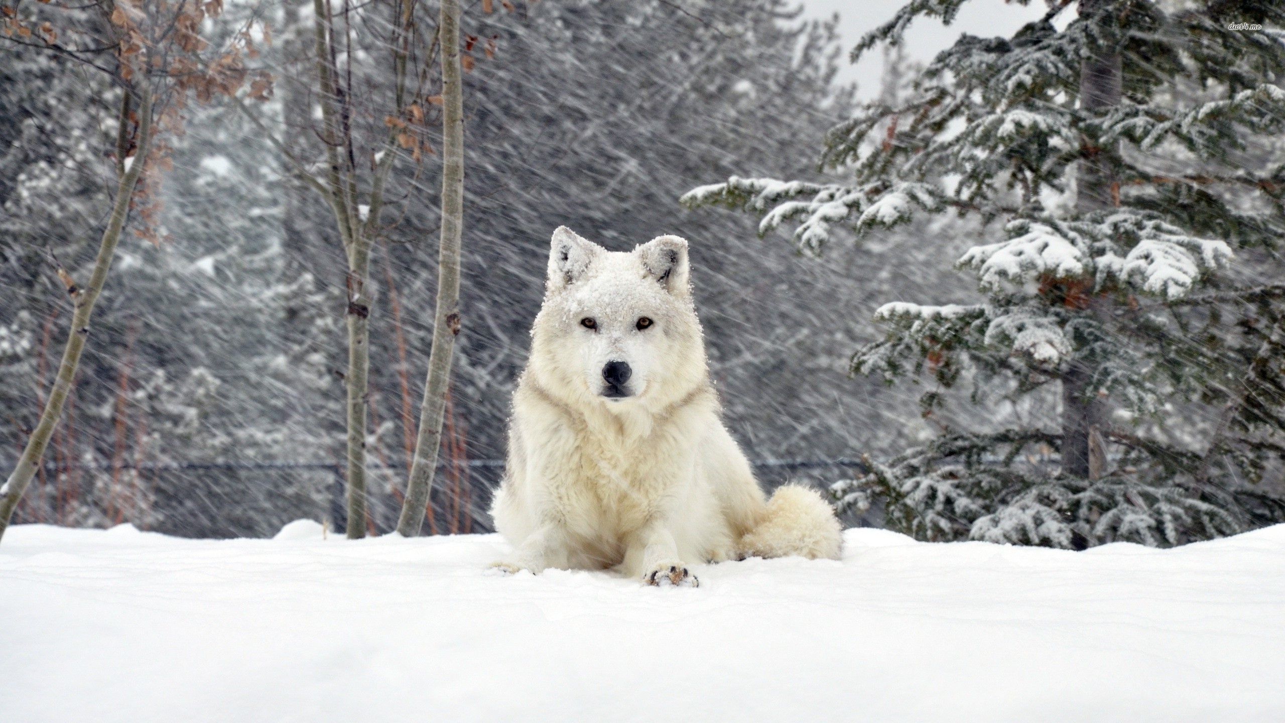Snow Baby Wolf Wallpapers Wallpaper Cave