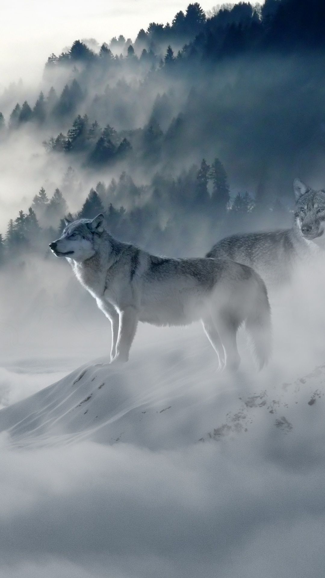 Wolves In Snow Wallpapers Wallpaper Cave