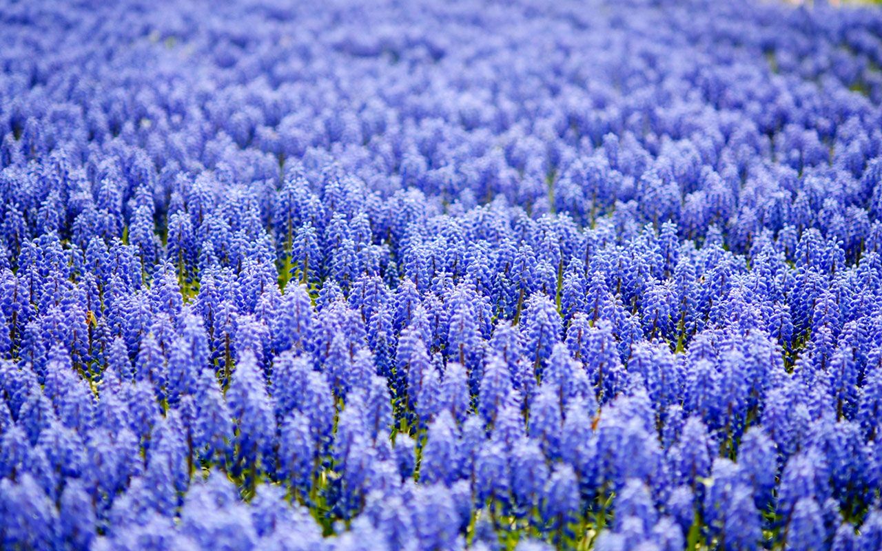 Purple Hyacinth Field Spring Wallpapers Wallpaper Cave