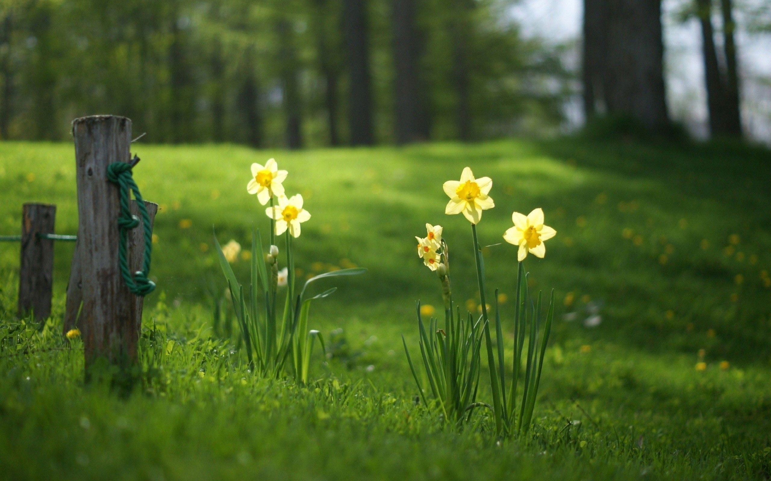 Spring Daffodils Flowers Wallpapers Wallpaper Cave