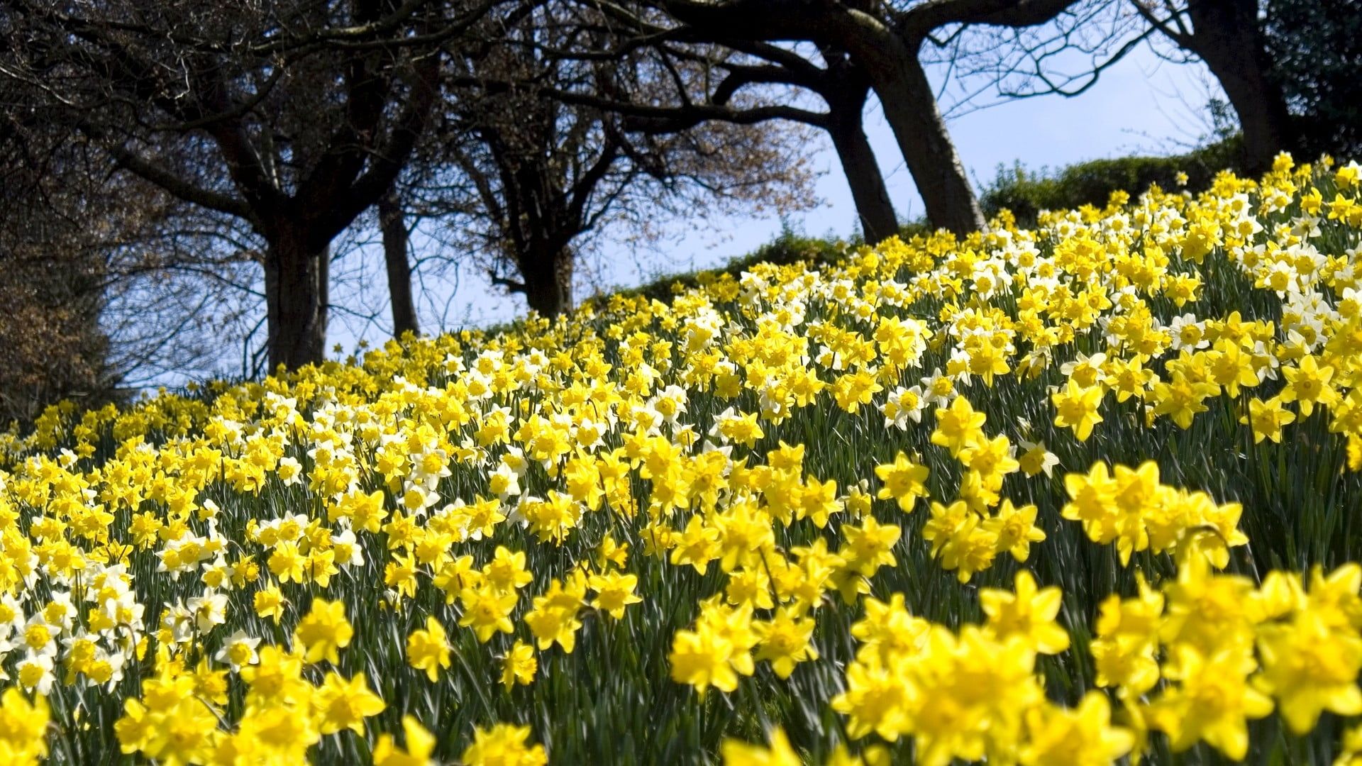 Spring Daffodils Flowers Wallpapers Wallpaper Cave