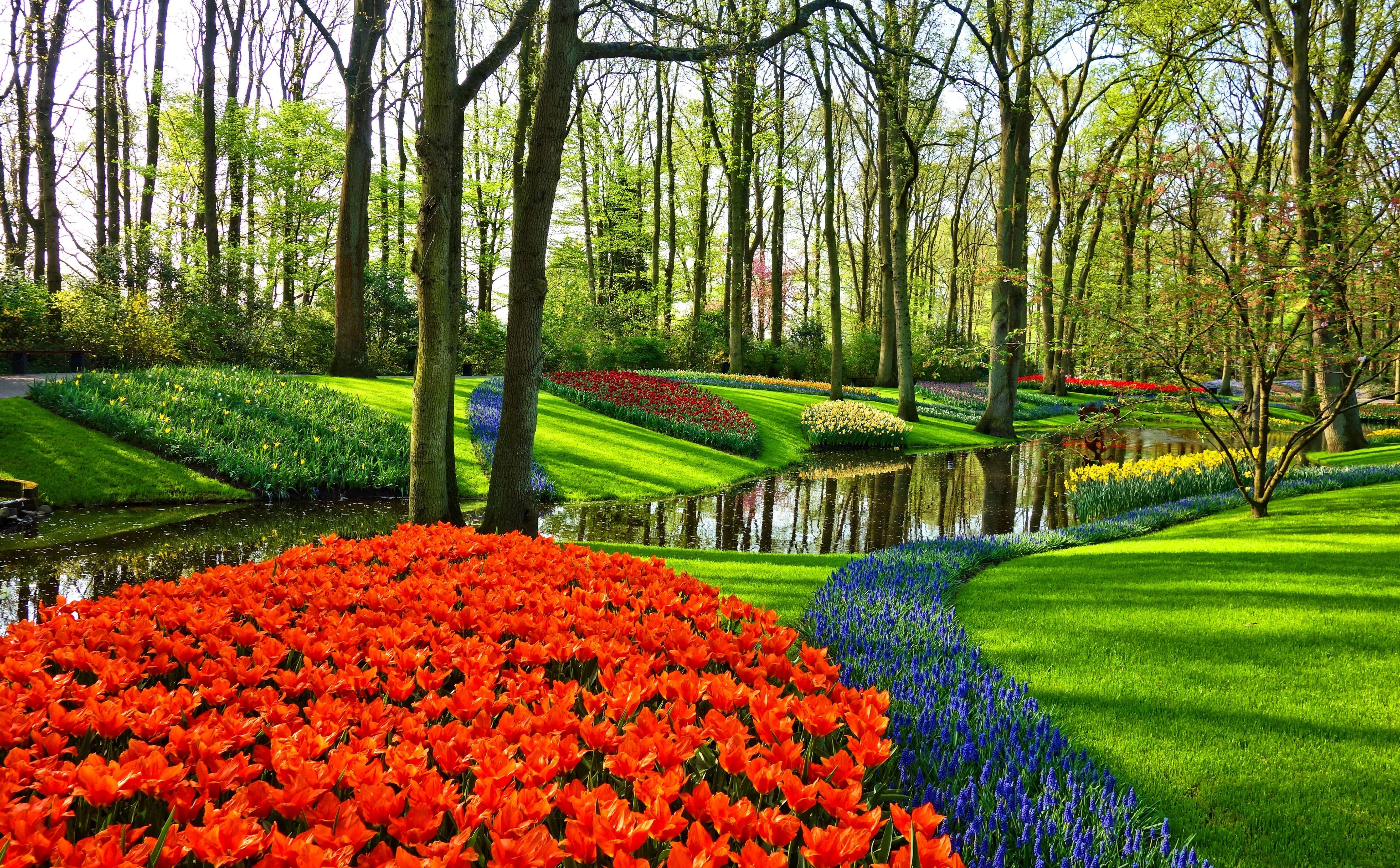 Tulips Flowers Dutch Spring Wallpapers Wallpaper Cave