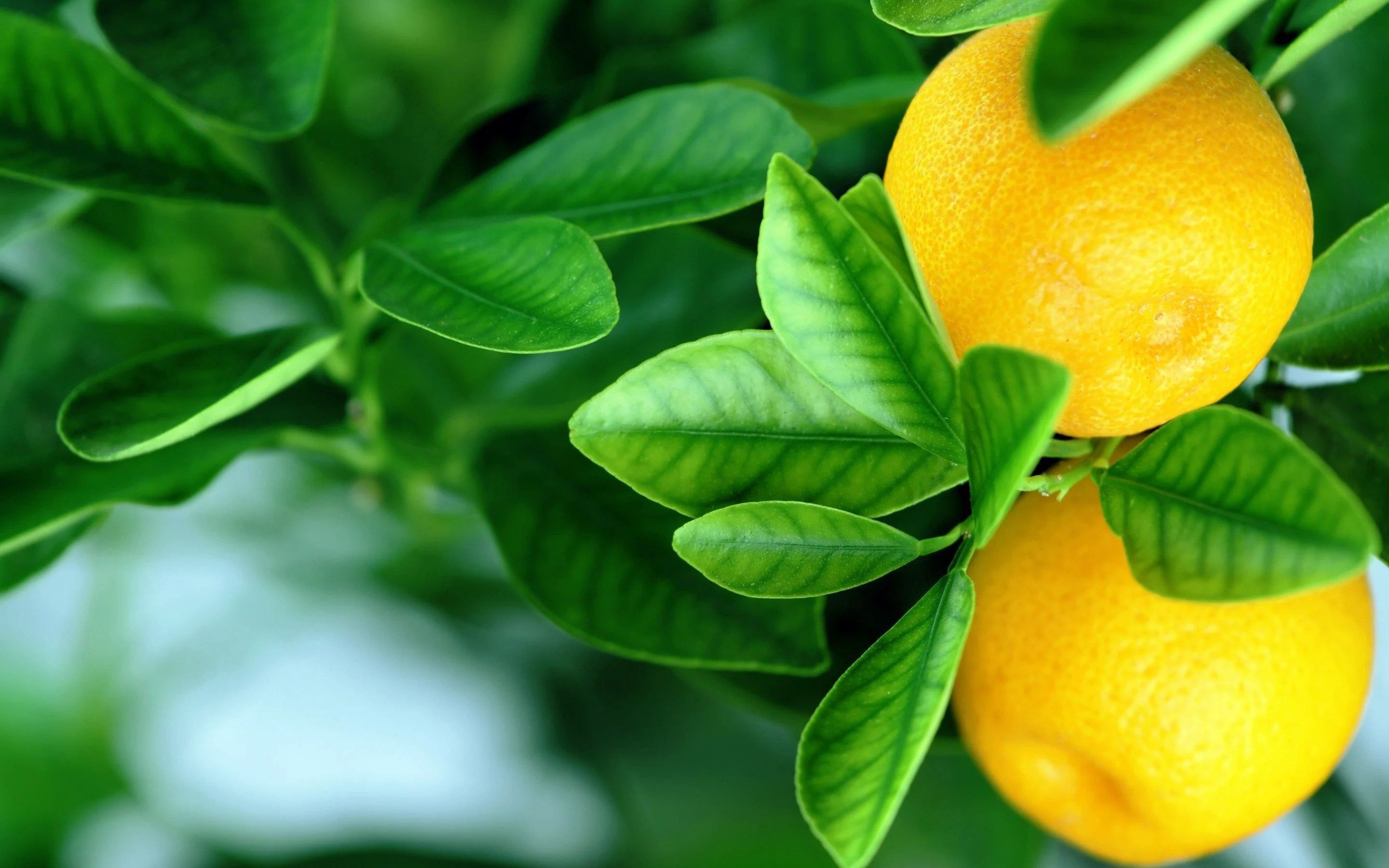 Lemon Tree Wallpapers