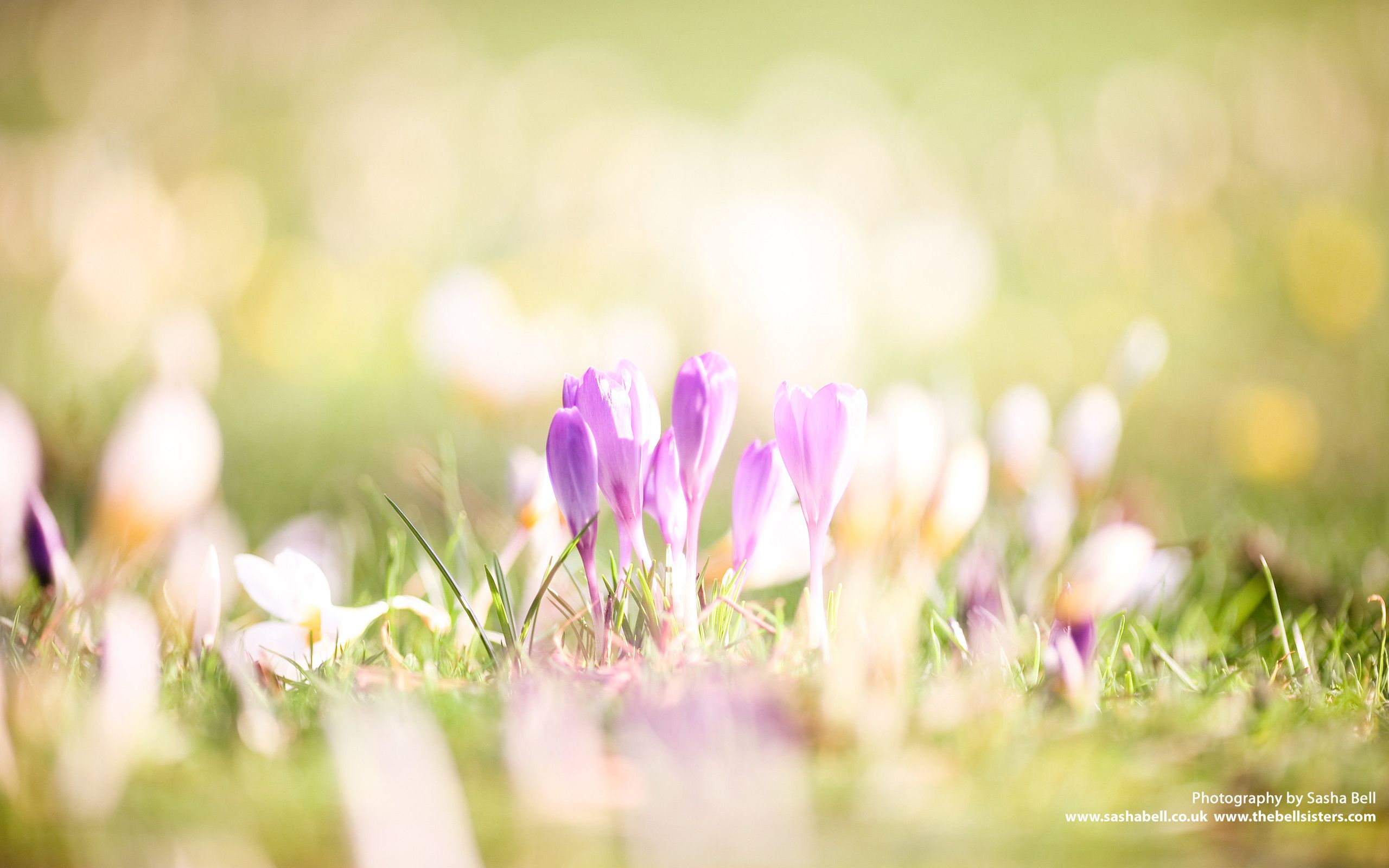 Early Spring Flower Wallpapers Wallpaper Cave