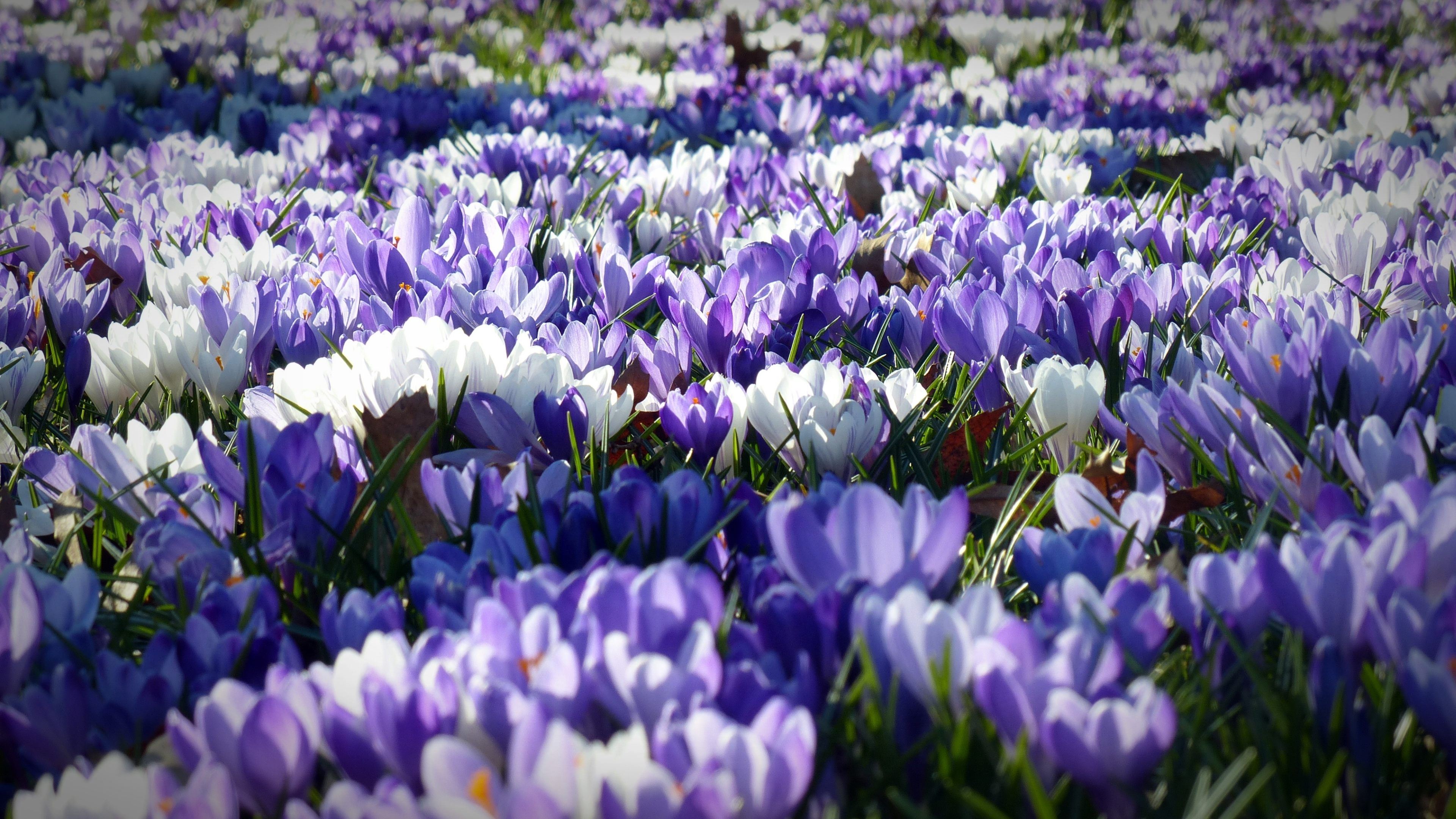 Early Spring Flower Wallpapers Wallpaper Cave