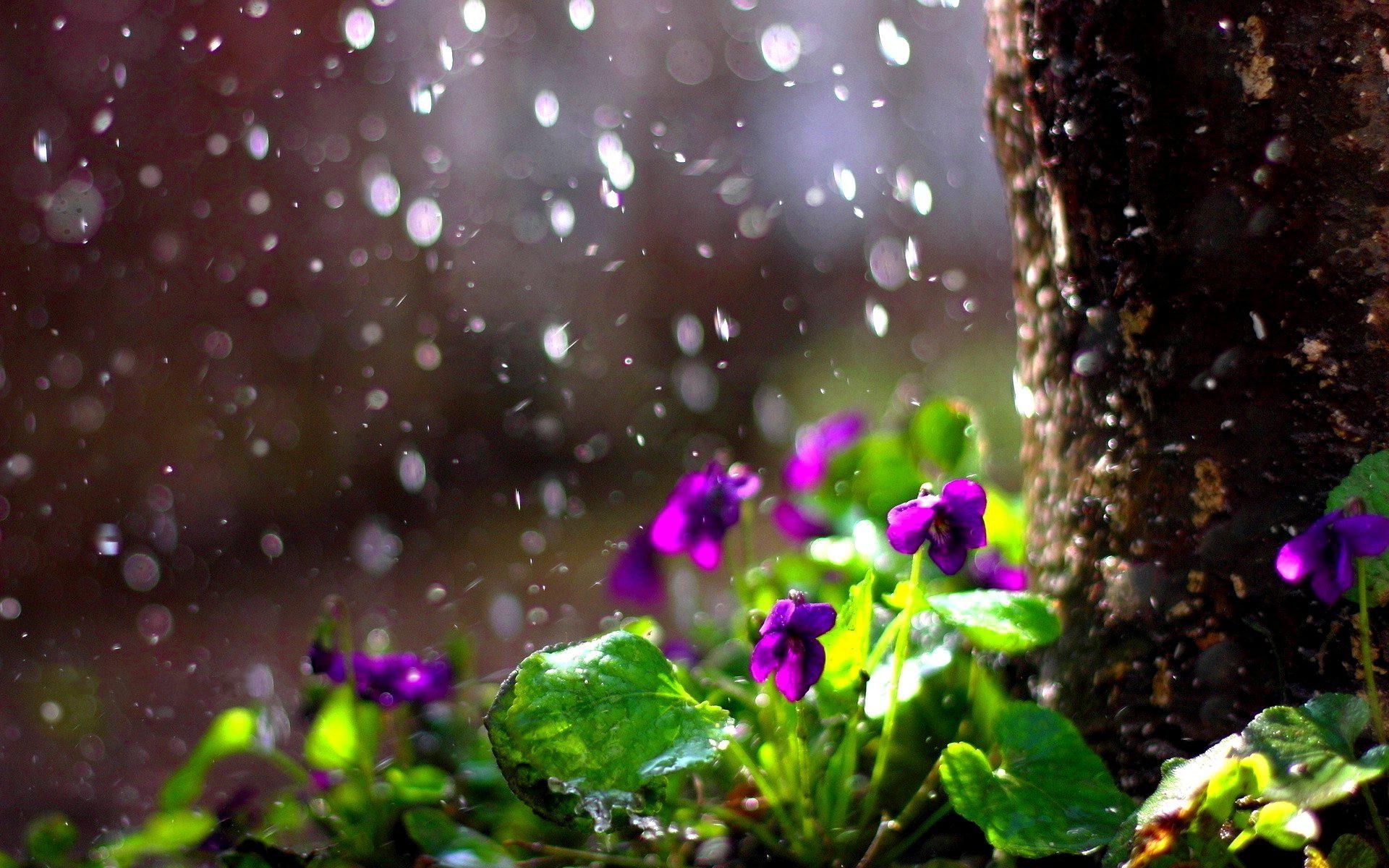 Rainy Spring Wallpapers Wallpaper Cave