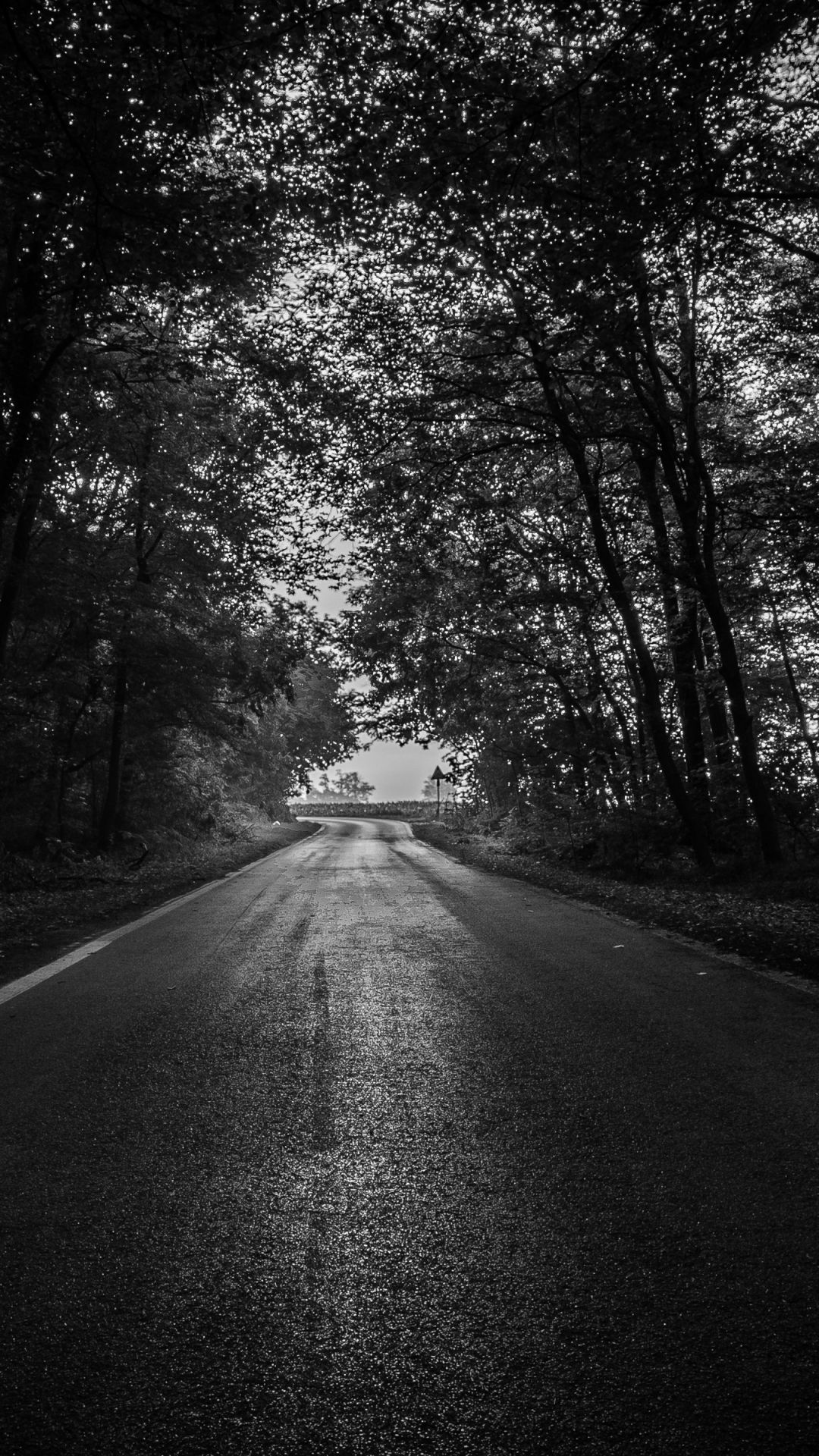 Dark Forest 4k Mobile Wallpapers Wallpaper Cave