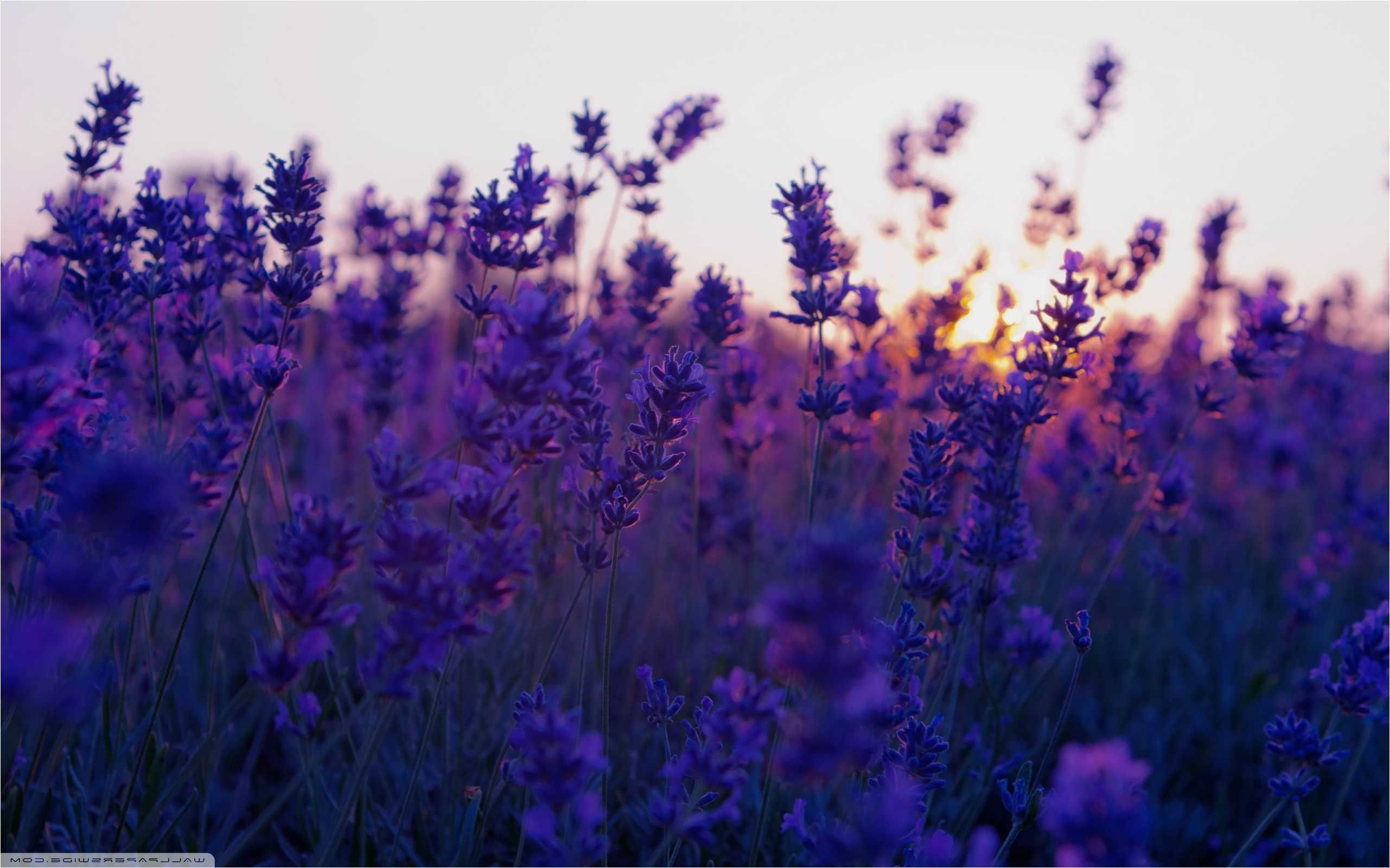 Free Lavender Wallpapers Wallpaper Cave