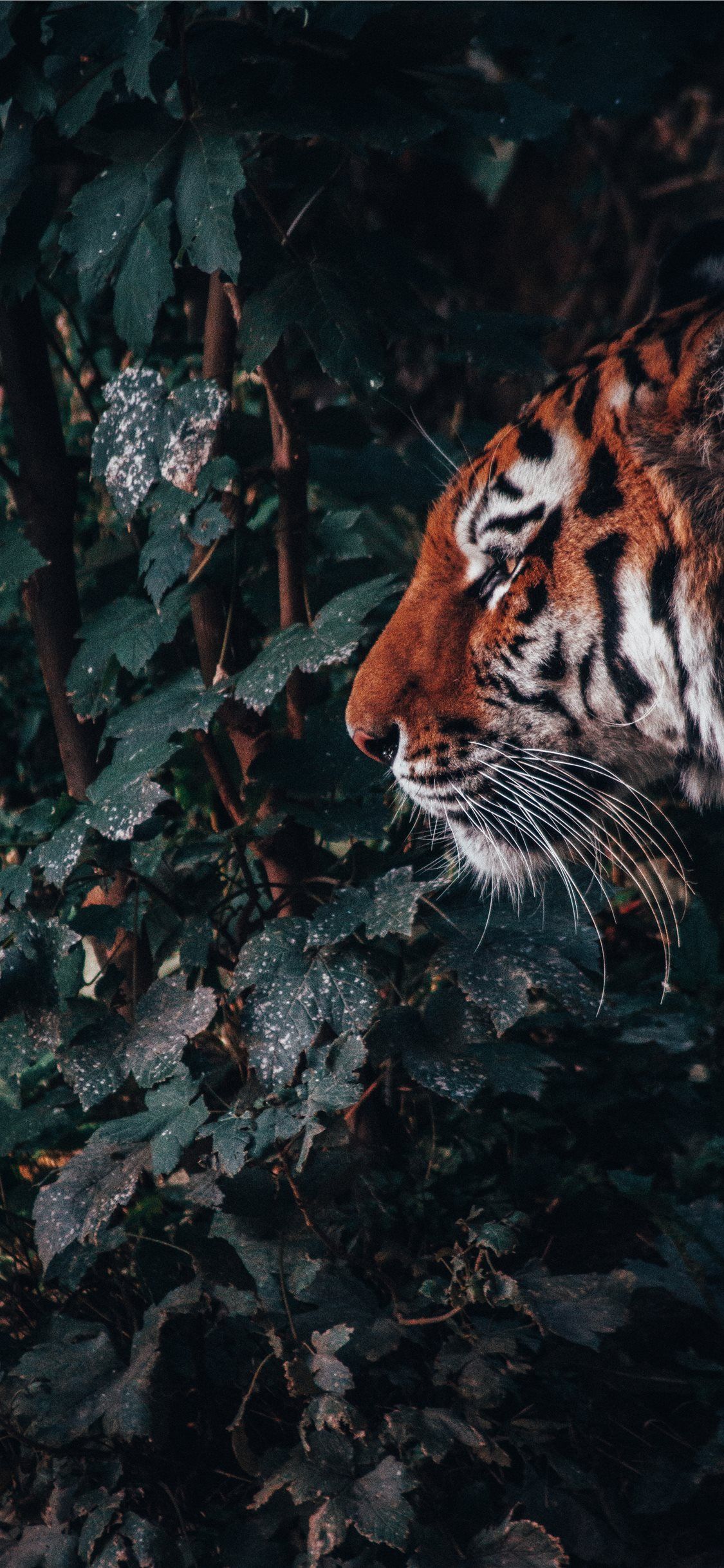 Animal Wallpaper Iphone Cool Animal Wallpapers 67 Background Pictures
