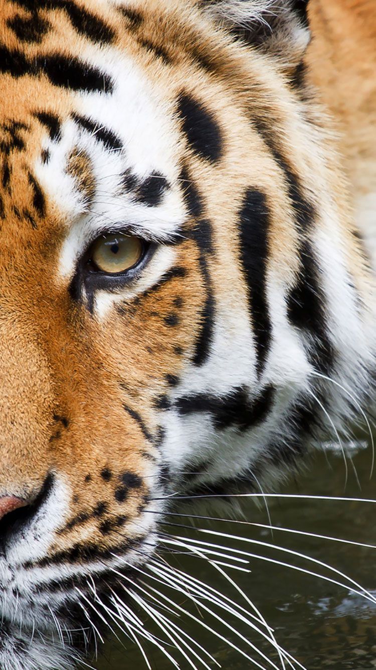 iPhone Animal Full HD Wallpapers Wallpaper Cave