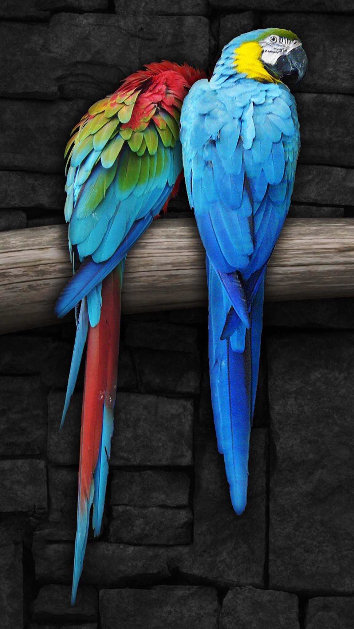 Parrots Pair Phone Wallpapers Wallpaper Cave
