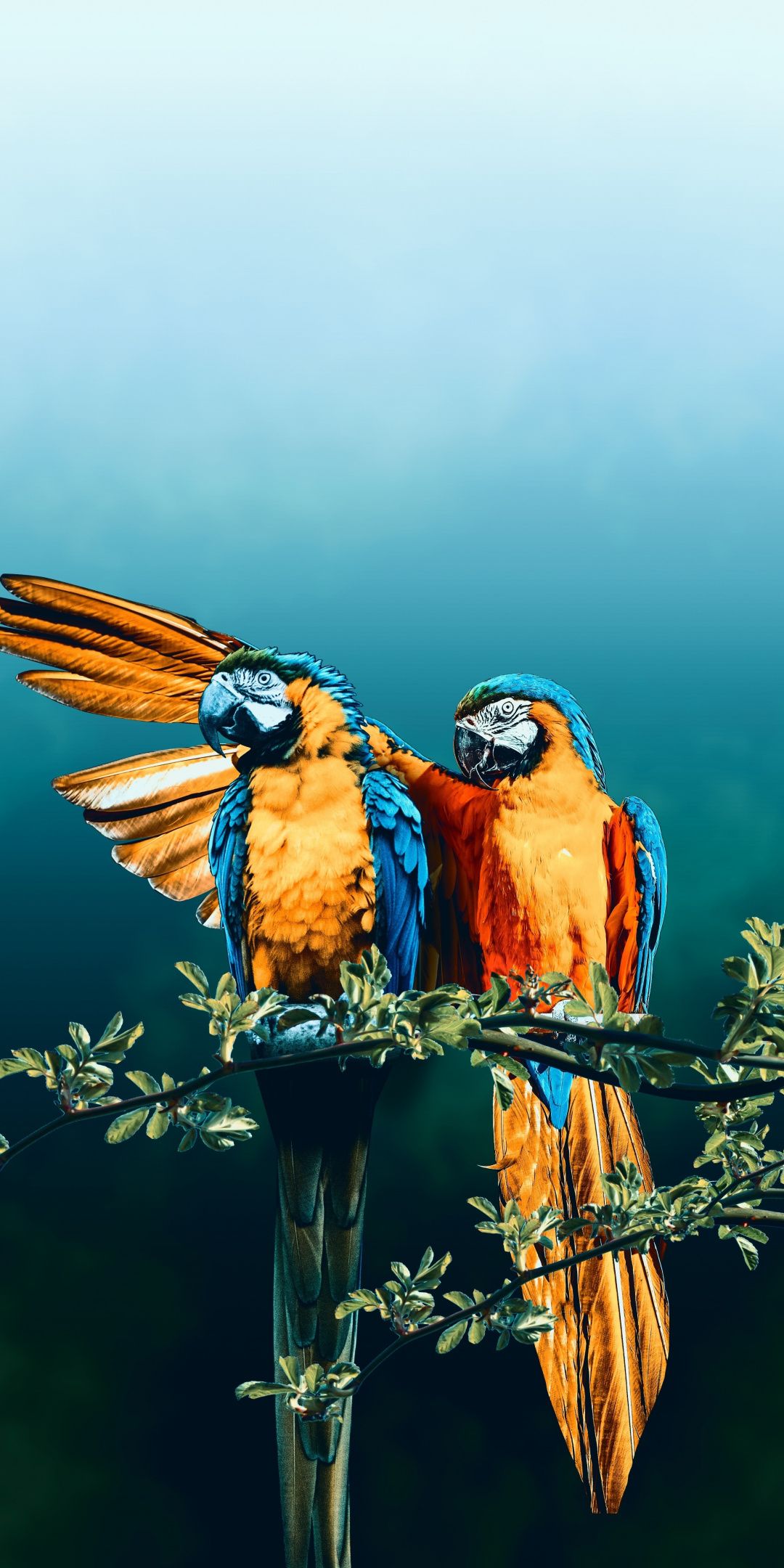 Parrots Pair Phone Wallpapers Wallpaper Cave