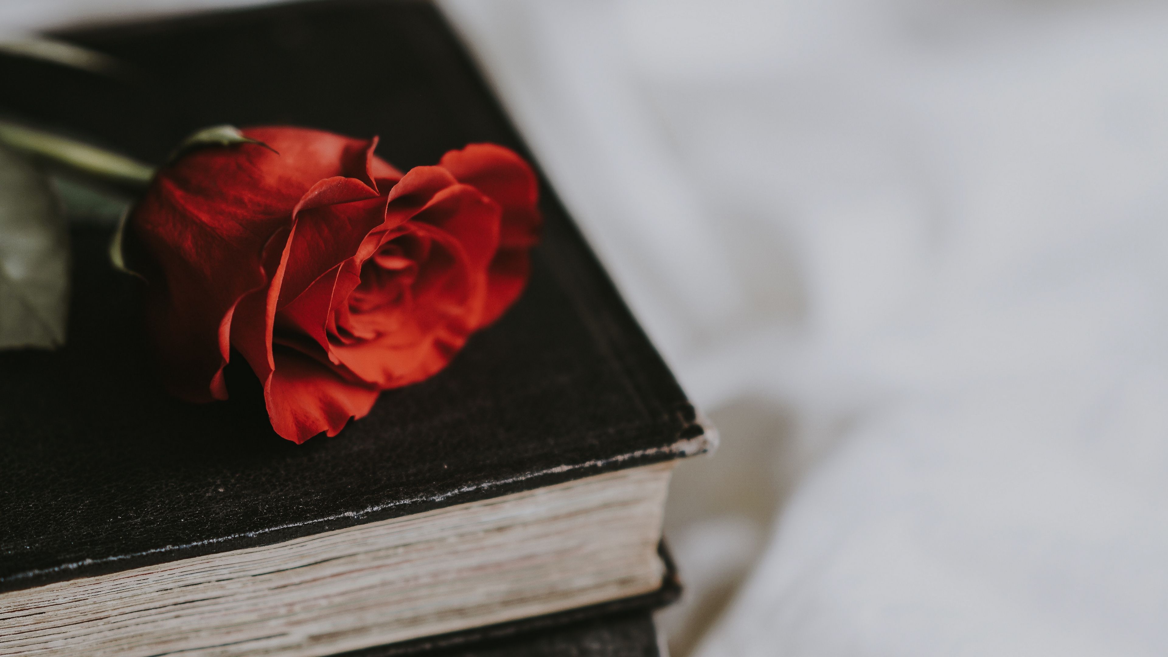 Rose In Book Wallpapers Wallpaper Cave