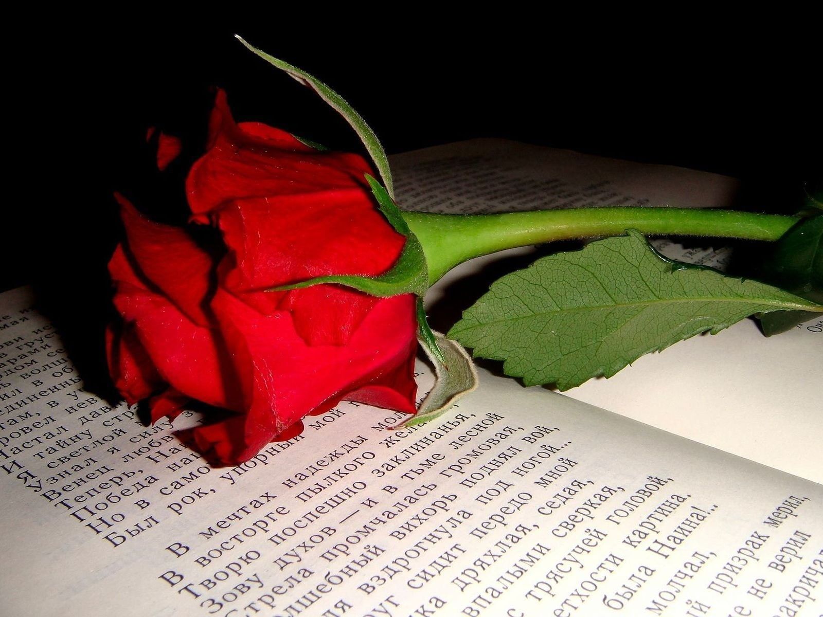 Rose In Book Wallpapers Wallpaper Cave