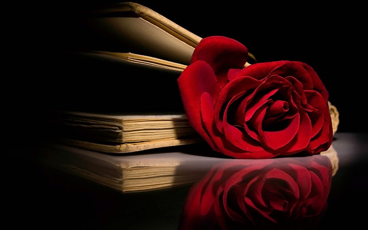Rose In Book Wallpapers Wallpaper Cave