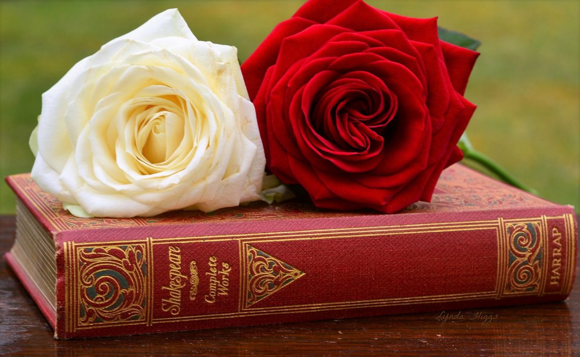 Rose In Book Wallpapers Wallpaper Cave