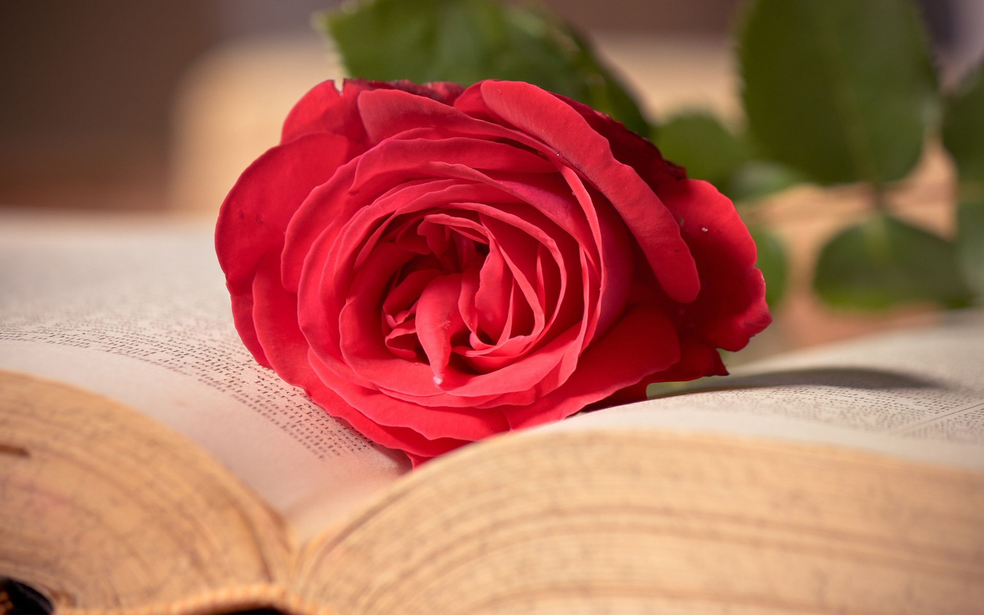 Rose In Book Wallpapers Wallpaper Cave