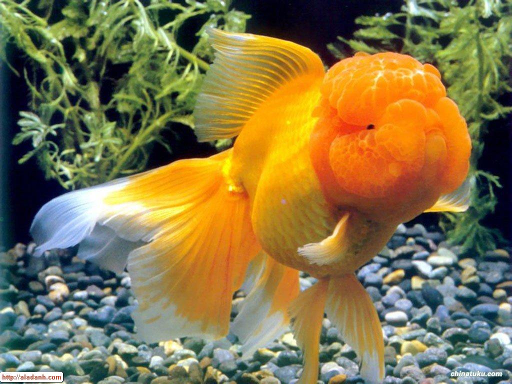 3d Fish Wallpapers Wallpaper Cave