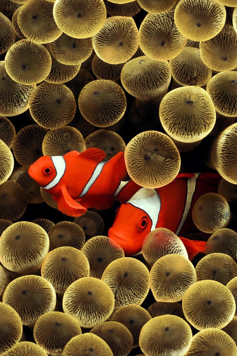 3d Fish Wallpapers Wallpaper Cave