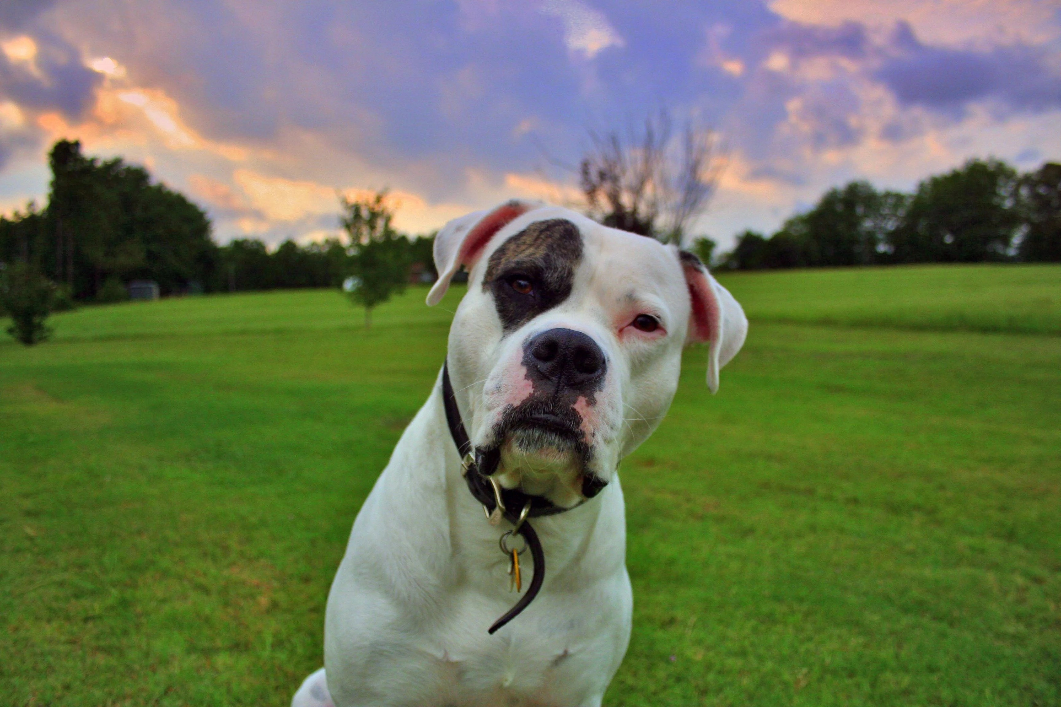 American Bulldog Wallpapers Wallpaper Cave