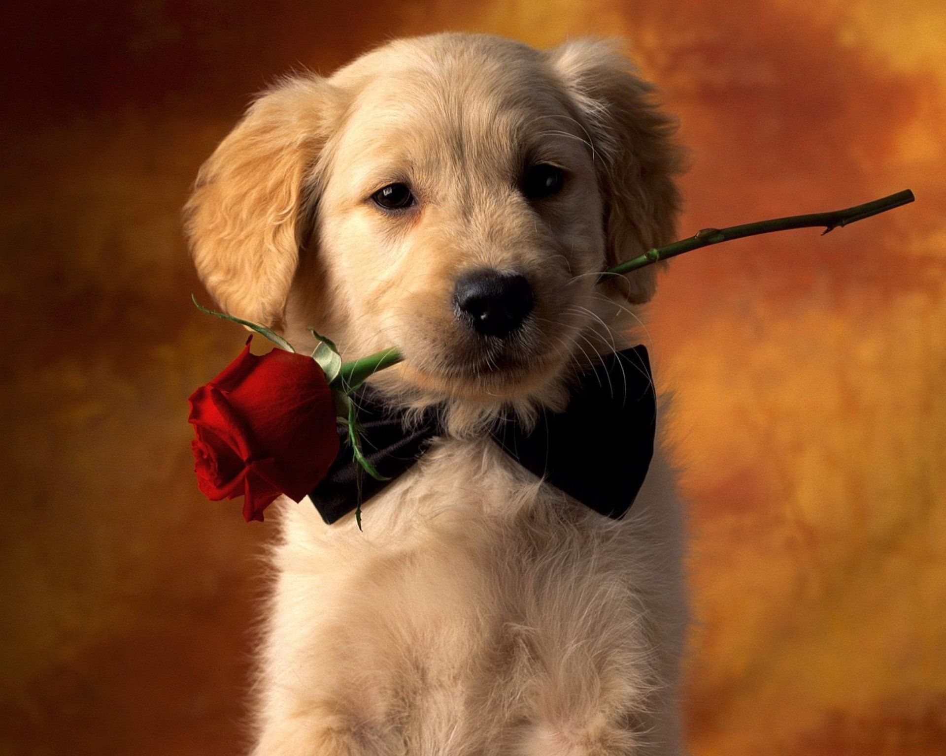 Baby Golden Retrievers Wallpapers Wallpaper Cave