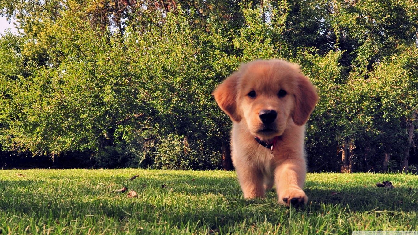 Baby Golden Retrievers Wallpapers Wallpaper Cave