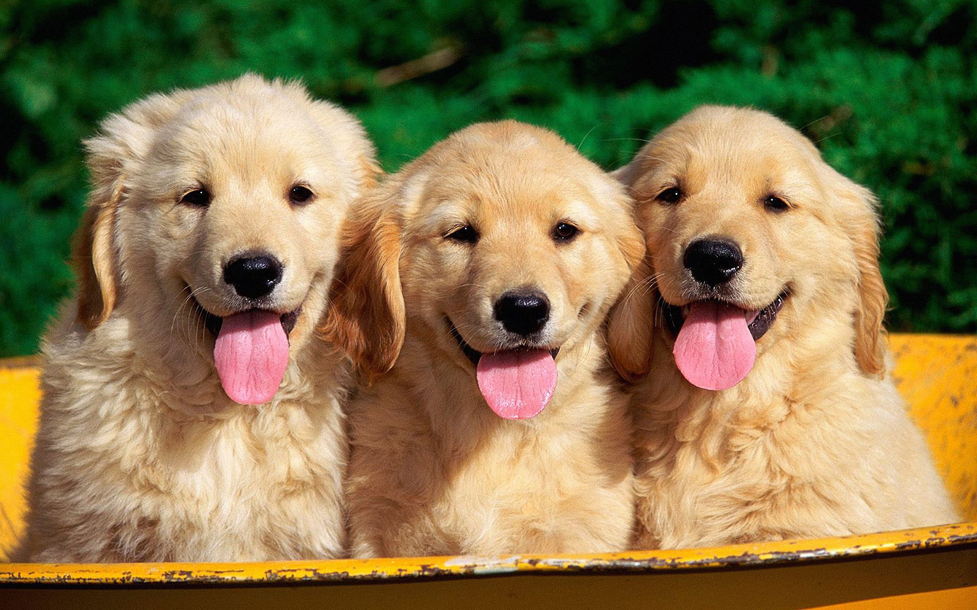 Baby Golden Retrievers Wallpapers Wallpaper Cave