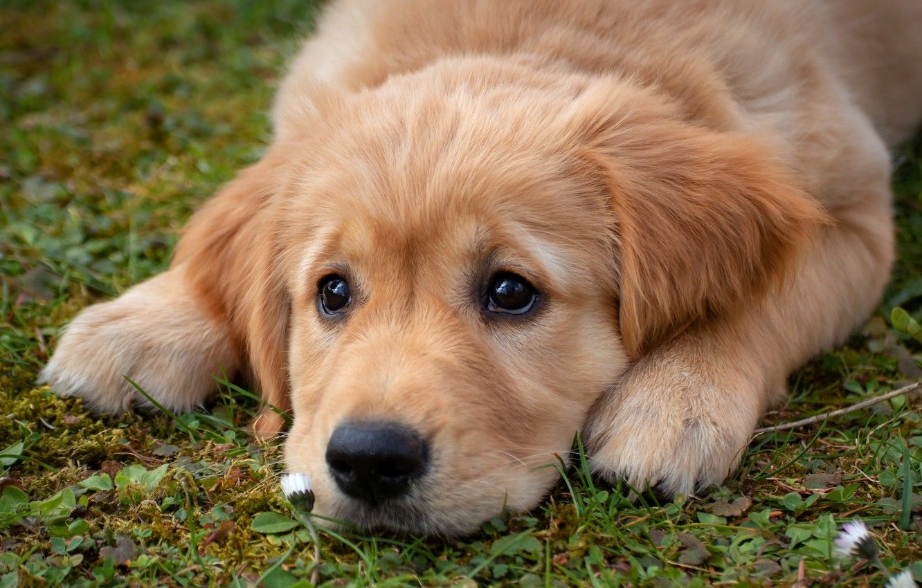 Baby Golden Retrievers Wallpapers Wallpaper Cave