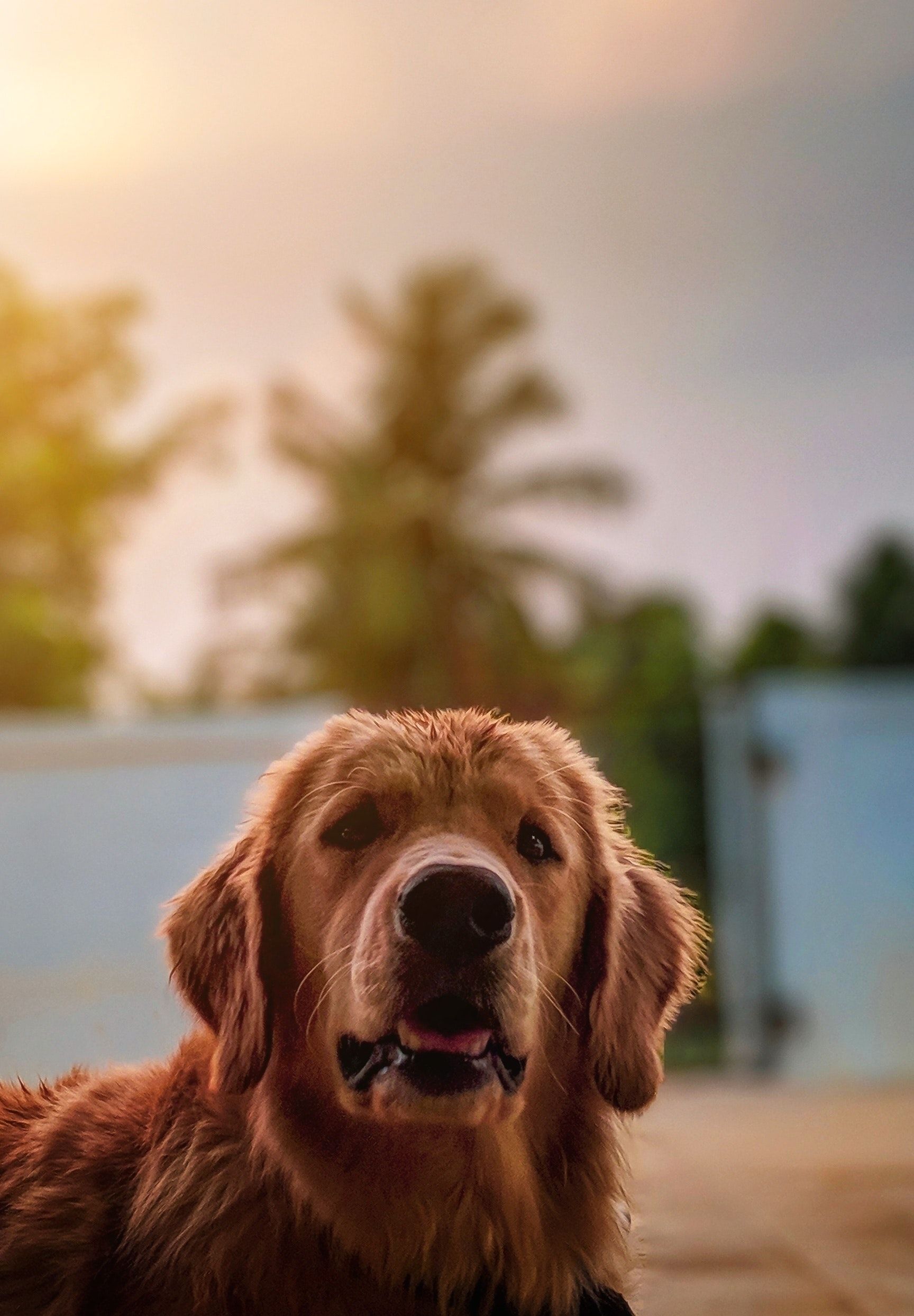 Baby Golden Retrievers Wallpapers Wallpaper Cave
