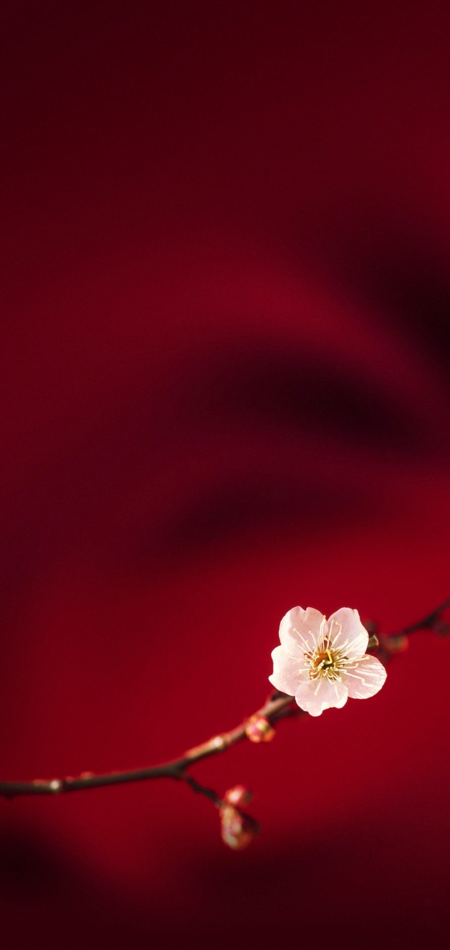 OPPO F15 Wallpapers Wallpaper Cave