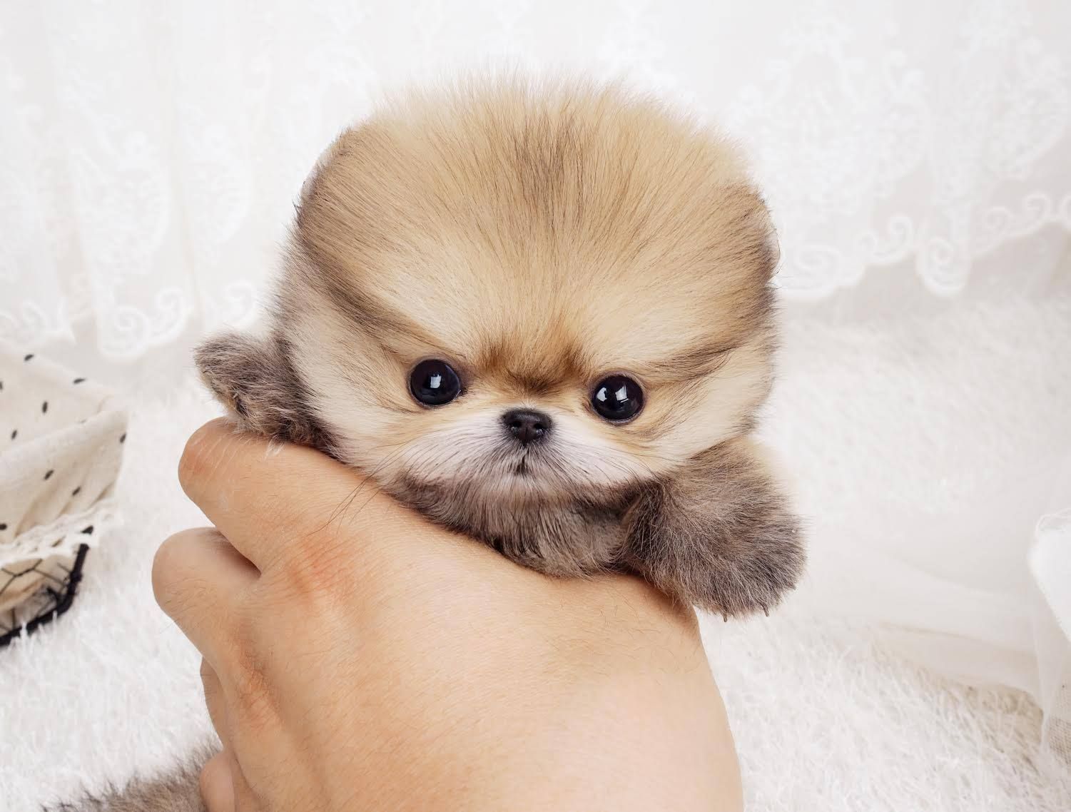 Pomeranian Teacup Dogs Wallpapers Wallpaper Cave
