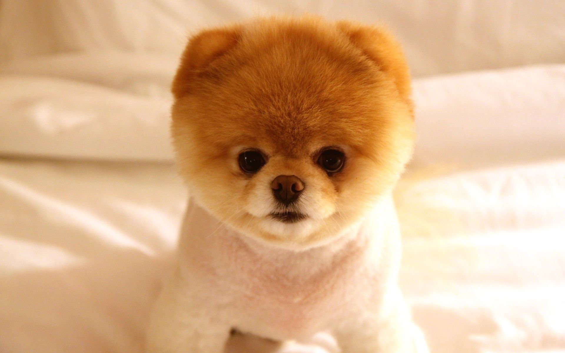 Pomeranian Teacup Dogs Wallpapers Wallpaper Cave