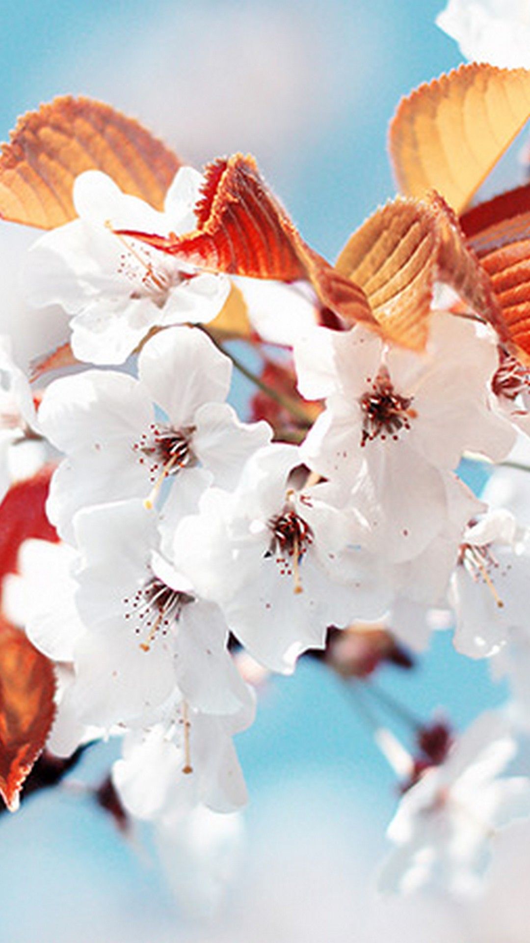 Cute Spring iPad Wallpapers Wallpaper Cave