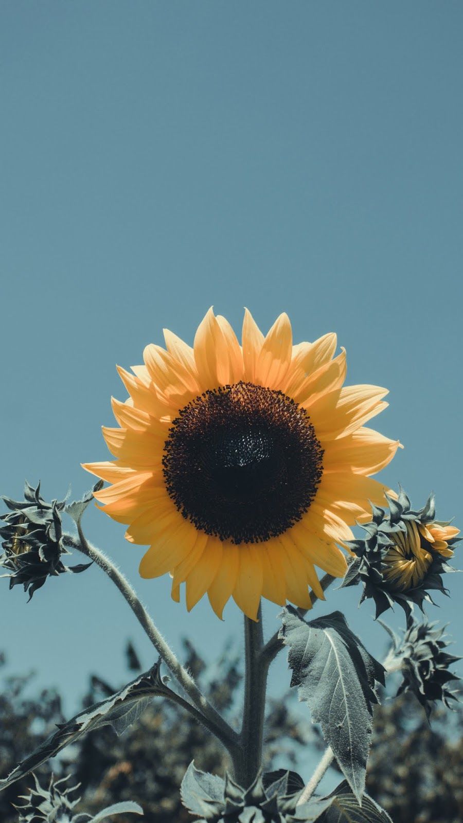 Yellow Aesthetic Sunflower Wallpapers Wallpaper Cave