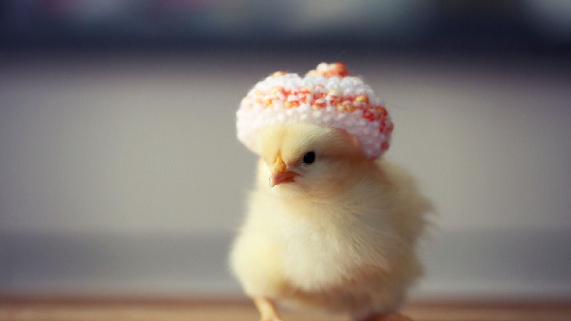 Baby Chickens Wallpapers Wallpaper Cave