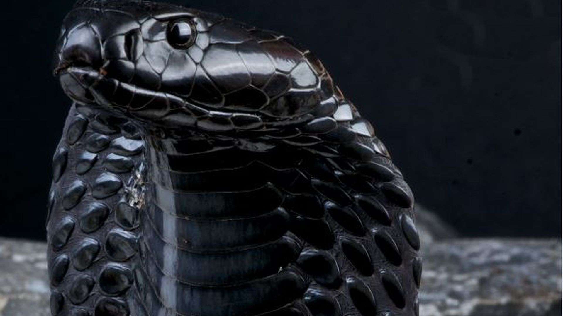 Black Mamba And King Cobra Wallpapers Wallpaper Cave EroFound